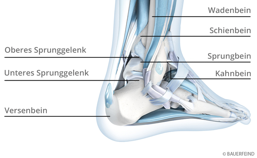 Der Aufbau des Sprunggelenks