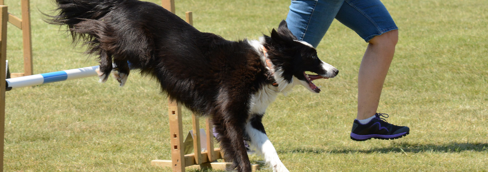 Hundetraining