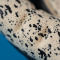 uhlsport Speed Contact Supergrip+ Torwarthandschuhe